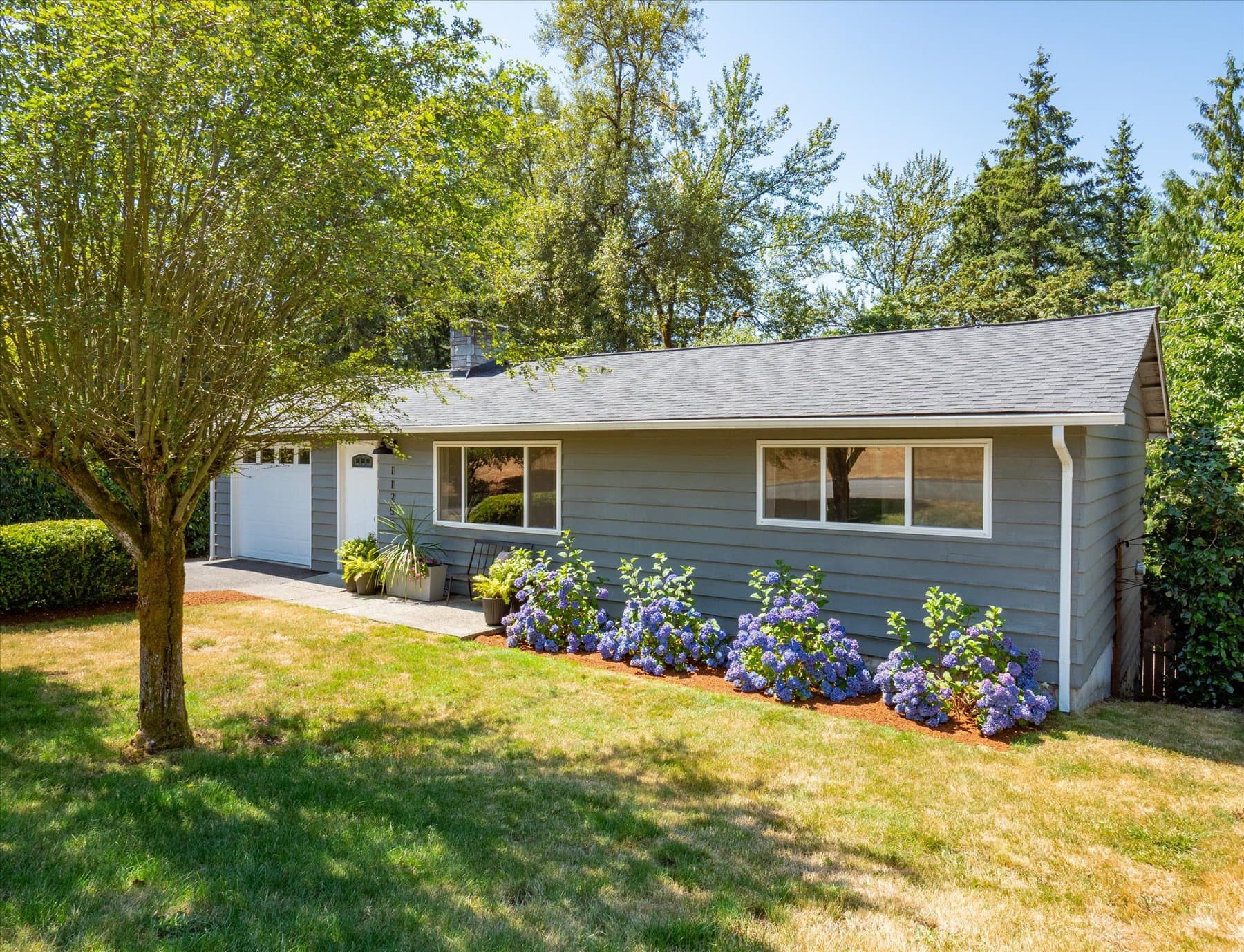 The house seen from across the front lawn, with hydrangeas in bloom along the foundation